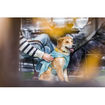 Ein Golden Retriever-Mix, der ein hellblaues Geschirr trägt, sitzt zufrieden neben einer Person in einem gestreiften Pullover, mit zwei Gläsern Bier auf einem Tisch in der Nähe.