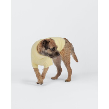 Kleiner brauner Terrier in einem blassgelben Pullover steht vor weißem Hintergrund und schaut nach links.