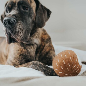 Nahaufnahme eines großen gestromten Hundes, der auf einem Bett liegt, mit einem plüschigen braunen Spielzeug, das einer Kokosnuss ähnelt, neben seiner Pfote.