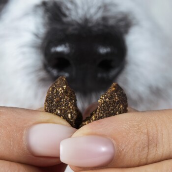 Eine Nahaufnahme von Händen einer Person, die zwei Stücke Hundeleckerlis halten, mit einer Hundeschnauze im Hintergrund, die begierig darauf wartet, das Leckerli zu bekommen.