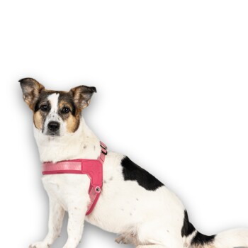 Kleiner weiß-schwarzer Hund trägt ein pinkes Geschirr, sitzt und schaut auf weißem Hintergrund in die Kamera.