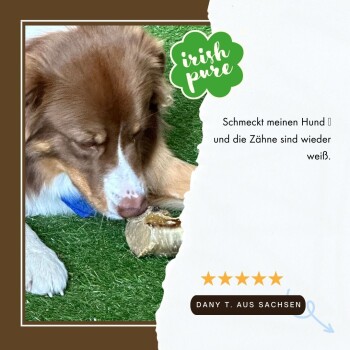 Ein brauner und weißer Hund kaut auf einem Knochen im Gras, mit einer Fünf-Sterne-Bewertung: "Schmeckt meinen Hund und die Zähne sind wieder weiß."