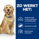 Golden retriever met een blauwe halsband, benadrukt voordelen: omega-3, glucosamine, chondroïtine, L-carnitine en antioxidanten.