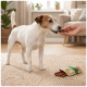 Kleiner weiß-brauner Hund nimmt ein Kauknochen aus der Hand; offene Tüte mit Sticks und Hundeillustration auf dem Teppich.