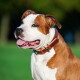 Bruin-witte pitbullachtige hond met een brede bruine leren halsband, mond open en tong uitgestoken, vage groene parkachtergrond.