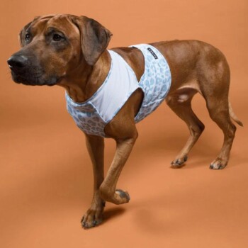 Brauner Hund trägt eine weiße und blaue Kühlweste mit Leopardenmuster und „Ruffwear“-Label vor orangefarbenem Hintergrund.