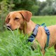 GPS-Tracker für Hunde + Befestigung orange