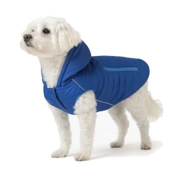 Ein Französischer Bulldogge, die eine leuchtend blaue Daunenjacke mit Kapuze trägt, schaut mit einem neugierigen Ausdruck nach oben vor einem weißen Hintergrund.