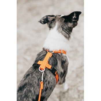 Eine Nahaufnahme eines Hundes, der ein leuchtend orangefarbenes Geschirr mit angeleinter Leine trägt, das sein schlankes grau-weißes Fell zeigt.