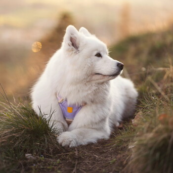 Weißer flauschiger Hund liegt im Gras, trägt ein lila Geschirr mit einer orangefarbenen quadratischen Marke und blickt nach rechts.