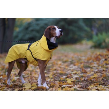 Ein Hund in einem leuchtend gelben Regenmantel steht auf einem mit Herbstblättern bedeckten Weg und sieht aufmerksam und stilvoll aus.