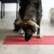 Ein Hund mit einem flauschigen Fell frisst Futter von einer roten Matte auf einem gefliesten Boden, konzentriert auf das Futter, das vor ihm verstreut ist.
