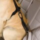 Nahaufnahme eines Golden Retrievers, der ein schwarzes Hundesicherheitsgeschirr trägt, gesichert in einem Autositz mit einem Karabinerhaken.