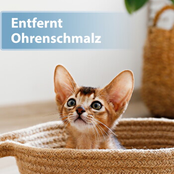 Ein braunes Kätzchen lugt aus einem geflochtenen Korb hervor, schaut nach oben; blauer Banner: 'Entfernt Ohrenschmalz'.
