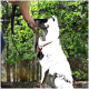 Ein schwarz-weißer Hund mit einem roten Geschirr, der spielerisch nach dem Arm einer Person in einer üppig grünen Umgebung greift.