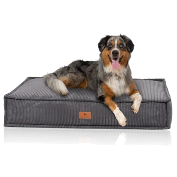 Ein glücklicher Australian Shepherd Hund mit einem blauen Merle-Fell liegt auf einem plüschigen grauen Hundebett und zeigt sein entspanntes Wesen.
