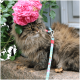 Langhaarige braune getigerte Katze trägt blau gemustertes Geschirr und Leine, sitzt auf einer Steinmauer unter einer großen rosa Rose.