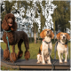 Drei angeleinte Hunde auf einer Bank: ein brauner Pudel mit türkisfarbenem Halsband und zwei Beagles mit gemusterten Leinen, dahinter Birken.
