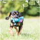 Schwarz-brauner Hund läuft über Gras, hat ein blau-rosa Plüschspielzeug im Maul und trägt eine Knochen-Identifikationsmarke.