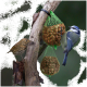 Zwei Vögel sitzen auf einem Ast in der Nähe hängender grüner Netzbeutel, gefüllt mit Nüssen.