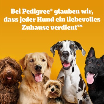 Vier glückliche Hunde verschiedener Rassen sitzen vor einem orangefarbenen Hintergrund mit deutschem Text über Pedigree und liebevolle Zuhause für Hunde.