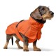 Ein Dackel, der einen leuchtend orangefarbenen Hundemantel mit einem schwarzen Halsband trägt, steht vor einem weißen Hintergrund.
