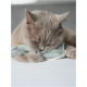 Eine flauschige graue Katze ruht friedlich ihren Kopf auf einem weichen, mintgrünen Spielzeug, mit geschlossenen Augen und sanft haltenden Pfoten.