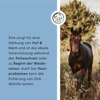 Ein braunes Pferd steht auf einer grasbewachsenen Wiese, mit einem Text daneben, der die Vorteile von Zink für Huf- und Hornstärke, Fellwechsel und Hautprobleme erklärt.