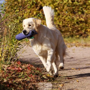Golden Retriever läuft draußen mit einem blauen Trainingsdummy im Maul an einem sonnigen Tag.
