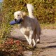 Golden Retriever läuft draußen mit einem blauen Trainingsdummy im Maul an einem sonnigen Tag.