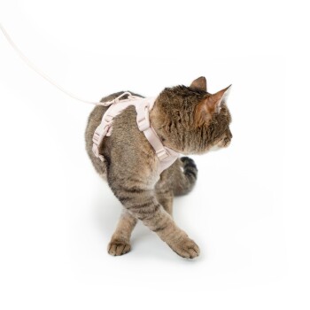 Eine getigerte Katze trägt ein hellrosa Geschirr und eine Leine, schaut zur Seite vor einem weißen Hintergrund.