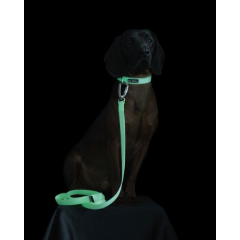 Ein brauner Hund sitzt auf einer schwarzen Oberfläche und trägt ein leuchtend grünes Halsband mit dem Etikett "PAIKKA" und einer passenden Leine.