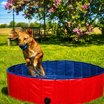 Ein verspielter Hund springt aus einem rot-blauen Haustierpool, spritzt Wasser, mit einem blauen Ball im Mund, in einem sonnigen, grasbewachsenen Garten.