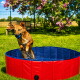 Ein verspielter Hund springt aus einem rot-blauen Haustierpool, spritzt Wasser, mit einem blauen Ball im Mund, in einem sonnigen, grasbewachsenen Garten.