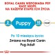 Przewodnik Royal Canin dla psów rasy Pug, wskazujący "Szczeniak" dla 2 miesięcy i "Dorosły" dla 10 miesięcy, z notatką na temat przejścia na nową dietę.
