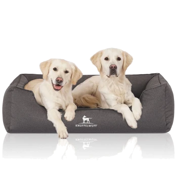 Zwei Golden Retriever Welpen, die zusammen auf einem gemütlichen grauen Hundebett sitzen, mit dem Logo "KNUFFELWUFF" deutlich sichtbar.