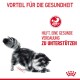Eine flauschige schwarz-graue Katze kratzt den Boden, mit fettem roten Text über Gesundheit und einem kreisförmigen Katzen- und Verdauungslogo.