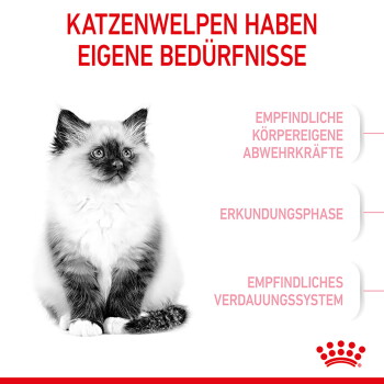 Flauschiges Kätzchen links mit deutscher Überschrift 'KATZENWELPEN HABEN EIGENE BEDÜRFNISSE' und drei rosa deutschen Beschriftungen