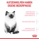 Flauschiges Kätzchen links mit deutscher Überschrift 'KATZENWELPEN HABEN EIGENE BEDÜRFNISSE' und drei rosa deutschen Beschriftungen
