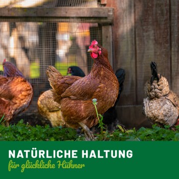 Ein braunes Huhn im Vordergrund einer grünen Umgebung mit Hühnern. Der Text darunter sagt "NATÜRLICHE HALTUNG für glückliche Hühner."