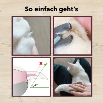 Bild, das eine Schritt-für-Schritt-Anleitung zum Schneiden von Katzenkrallen zeigt, mit vier Panels und dem Text "So einfach geht’s."