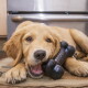 Szczeniak golden retriever na dywanie gryzie czarną gumową zabawkę KONG w kształcie kości, zbliżenie na pysk i łapę