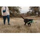 Eine Person geht auf einem grasbewachsenen Feld mit einem schwarzen Hund, der ein buntes Spielzeug im Mund trägt. Die Person trägt einen beigen Hoodie und türkisfarbene Leggings.