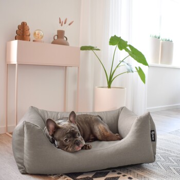 Ein entspannter Französischer Bulldogge, der auf einem grauen Haustierbett in einem hellen, modernen Raum mit einem rosa Konsolentisch und grünen Pflanzen liegt.