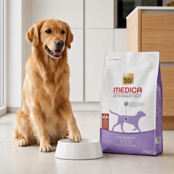 Golden retriever ayant la patte dans une gamelle blanche à côté d'un sac de nourriture pour chiens Select Gold Medica Veterinary Diet. – Généré par IA