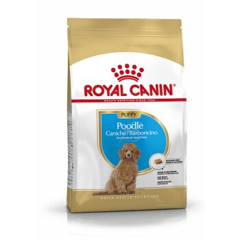 BHN Poodle Puppy 3 kg