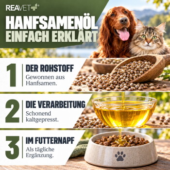 Eine flauschige graue Katze, die in einem Feld mit Wildblumen entspannt, umgeben von grünem Gras und kleinen gelben und weißen Blüten.
