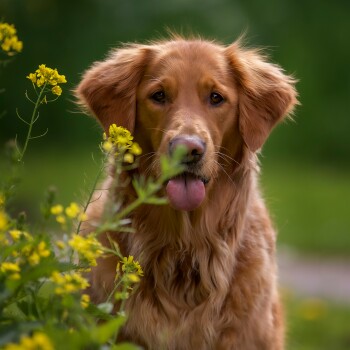 Ein Golden Retriever sitzt zwischen lebhaften gelben Blumen und zeigt sein flauschiges Fell und sein freundliches Wesen in einer natürlichen Umgebung.