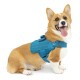 Ein glücklicher Corgi, der ein leuchtend blaues Geschirr trägt, sitzt mit herausgestreckter Zunge und zeigt sein verspieltes Wesen vor einem weißen Hintergrund.