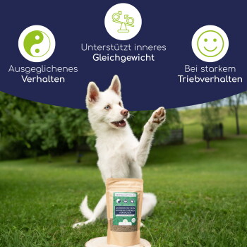Ein weißer Hund mit erhobener Pfote steht neben einem Beutel mit Nahrungsergänzungsmittel, beschriftet mit "Libido Balance Pulver", das ausgewogenes Verhalten und Hormonregulation fördert.